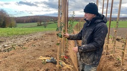 Archivaufnahme: Der Land Art-Künstler Andy Goldsworthy bei Pflanzarbeiten für sein Projekt "Hedge Walk" in Nieheim. 