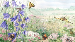 Illustration: Eine blühende Sommerwiese mit vielen Schmetterlingen.