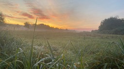 Sonnenaufgang über einer Wiese im Kölner Westen 