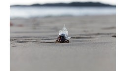 Ausstellung "Mit-Werden" von Aki Inomata im Kunstmuseum Bonn, Werk "Why Not Hand Over a 'Shelter' to Hermit Crabs?": Eine kleine Krabbe trägt ein gläsernes Schloss mit Türmen auf ihrem Rücken.