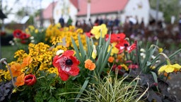 Neuss: Pflanzen blühen auf dem Gelände der Landesgartenschau 2026.