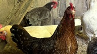Ein Huhn mit dem Namen Gundula auf dem Hof von WDR 4-Nachrichtensprecher Joachim Augner in Breckerfeld