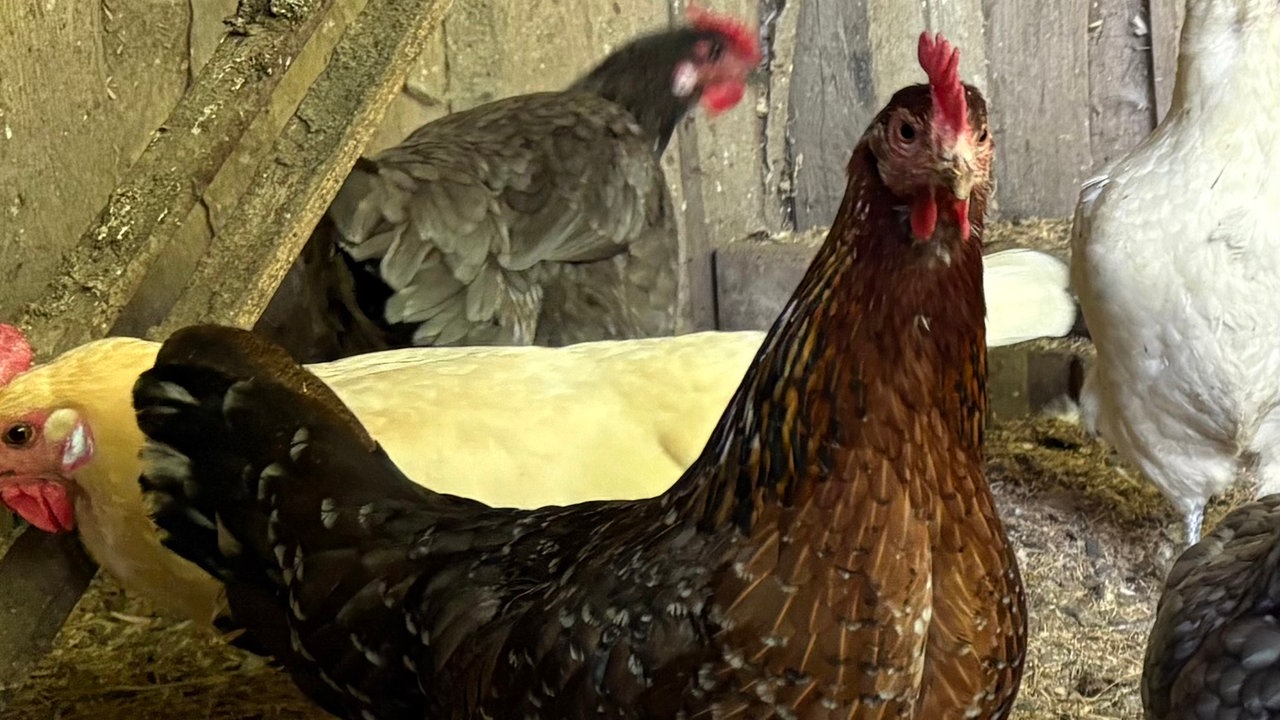 Ein Huhn mit dem Namen Gundula auf dem Hof von WDR 4-Nachrichtensprecher Joachim Augner in Breckerfeld
