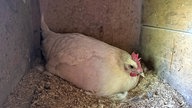 Ein Huhn mit dem Namen Gerda auf dem Hof von WDR 4-Nachrichtensprecher Joachim Augner in Breckerfeld