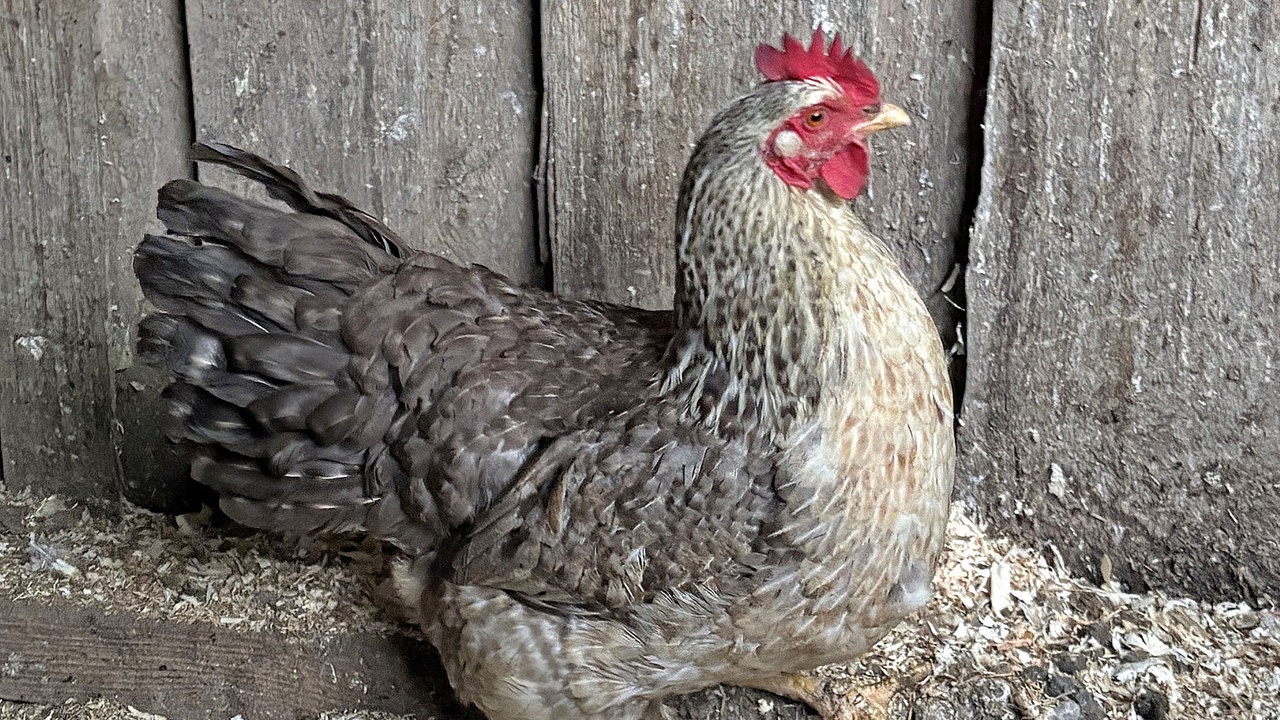 Ein Huhn mit dem Namen Gudrun auf dem Hof von WDR 4-Nachrichtensprecher Joachim Augner in Breckerfeld
