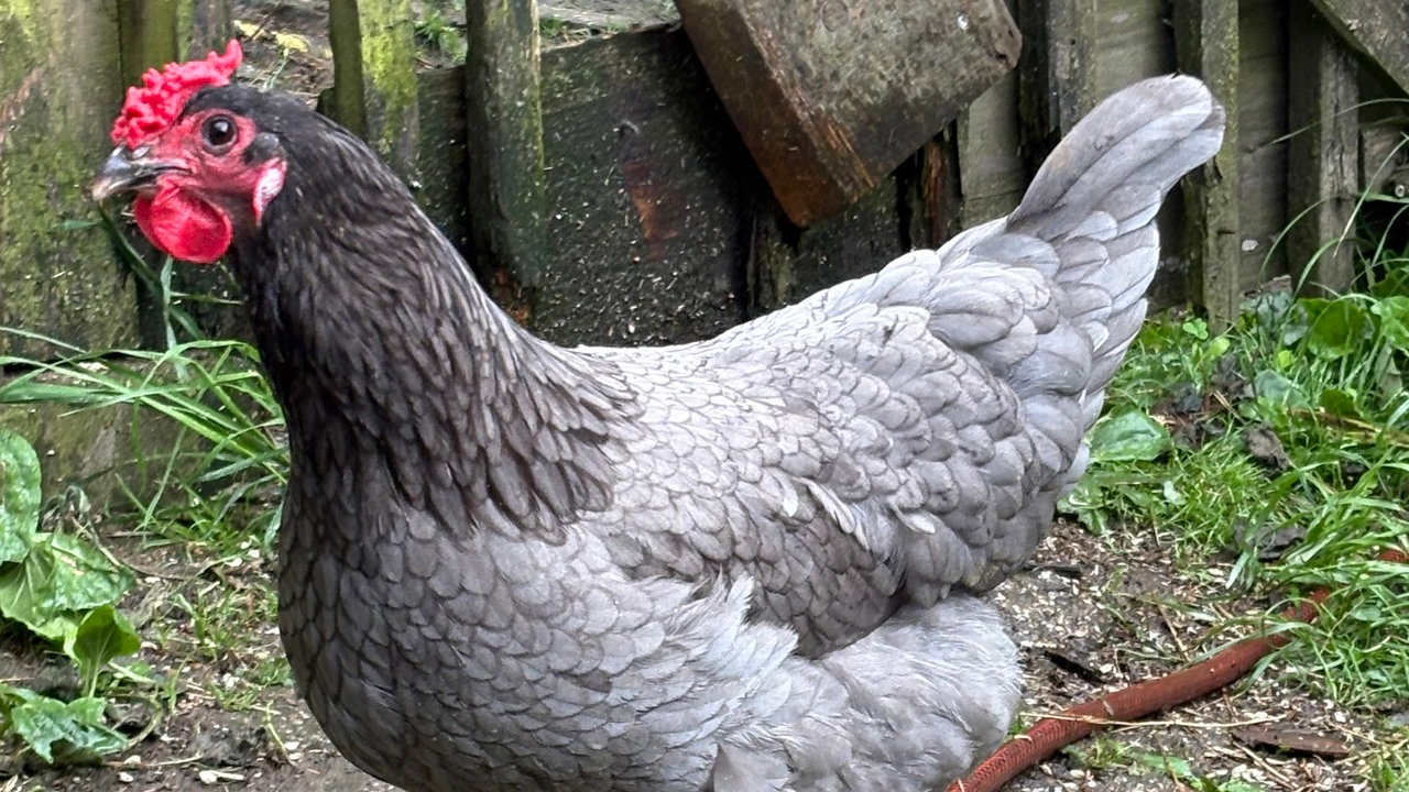 Ein Huhn mit dem Namen Gertrud auf dem Hof von WDR 4-Nachrichtensprecher Joachim Augner in Breckerfeld