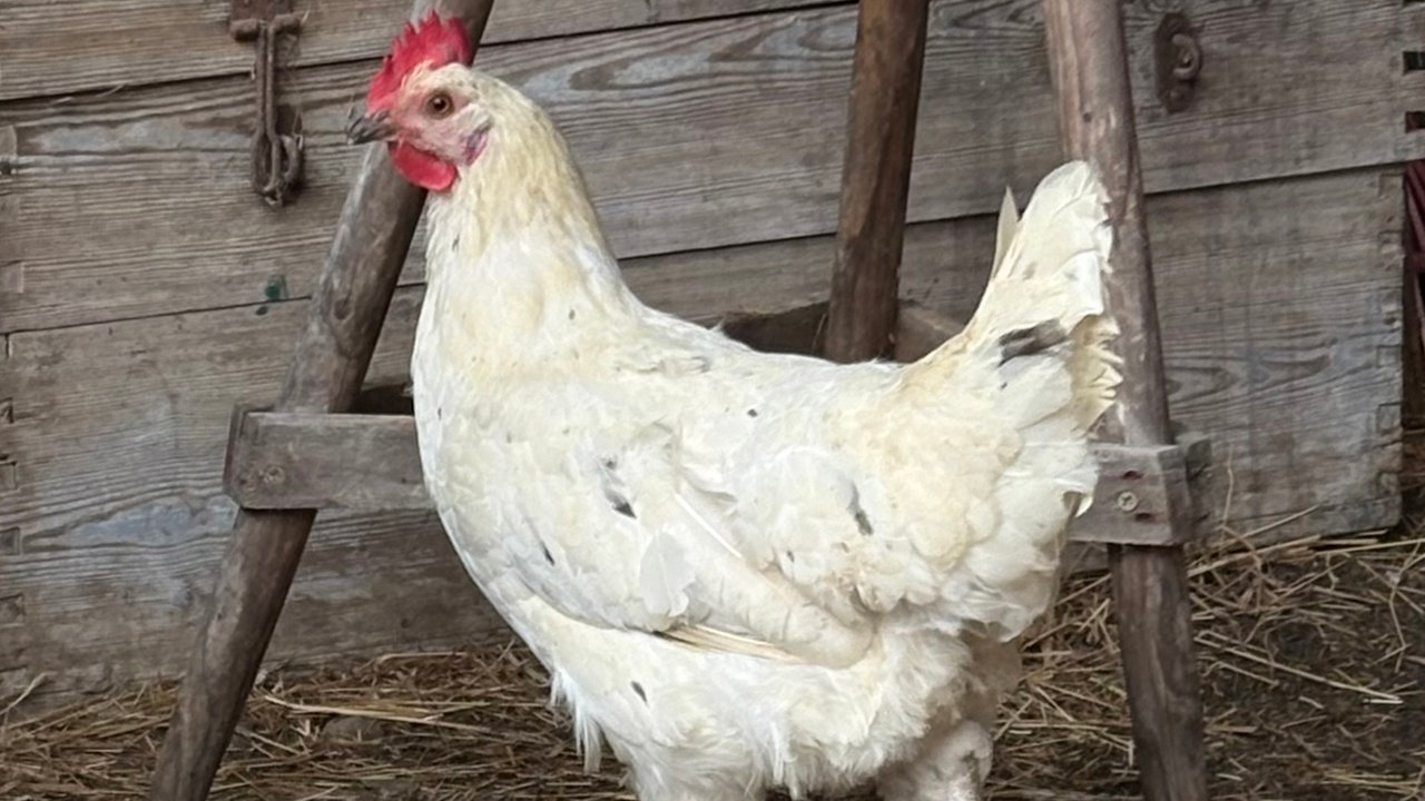 Ein Huhn mit dem Namen Greta auf dem Hof von WDR 4-Nachrichtensprecher Joachim Augner in Breckerfeld