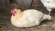 Ein Huhn mit dem Namen Gitta auf dem Hof von WDR 4-Nachrichtensprecher Joachim Augner in Breckerfeld