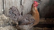 Ein Huhn mit dem Namen Gabi auf dem Hof von WDR 4-Nachrichtensprecher Joachim Augner in Breckerfeld