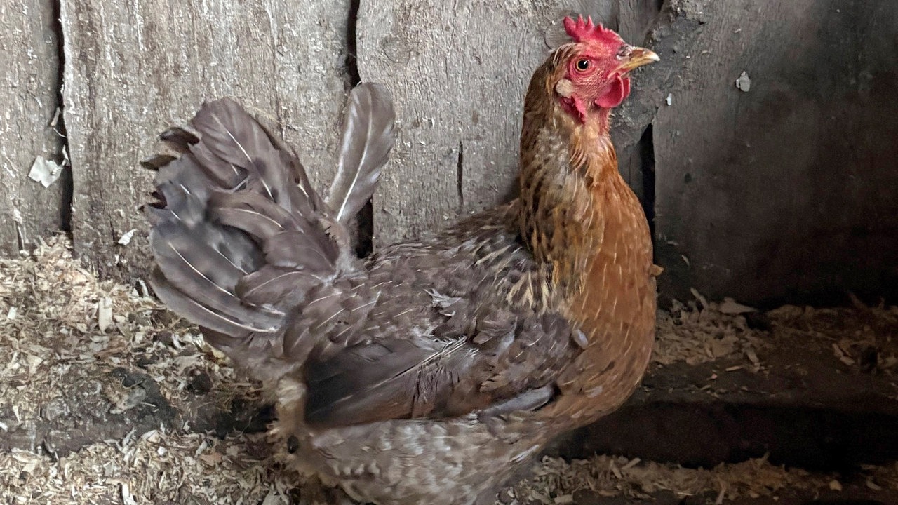 Ein Huhn mit dem Namen Gabi auf dem Hof von WDR 4-Nachrichtensprecher Joachim Augner in Breckerfeld