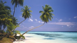 Traumstrand mit Palmen, weißem Sand und türkisblauem Meer