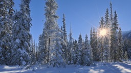 Die Sonne scheint durch die mit Schnee bedeckten Bäume