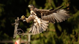 Ein Falke mit ausgebreiteten Flügeln im Wildgehege Hellenthal