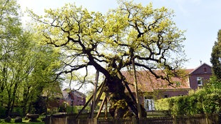 Die Femeiche im Sonnenlicht: Ein großer Baum mit Stützbalken, von einem kleinen Zaun umrandet.
