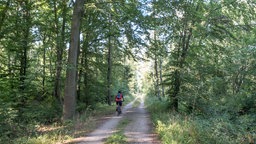 Ein Waldweg in der Nähe des Bleibtreusees an der Ville-Seenplatte im Naturpark Rheinland. Auf dem Weg ist ein rot-gekleideter Radfahrer zu sehen.