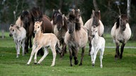 Eine Herde Pferde auf einem Feld. Vorne drei Fohlen, dahinter einige erwachsene Pferde. 