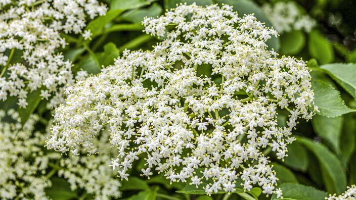 Holunderblüten 