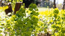 Blüten der Mandelblättrigen Wolfsmilch