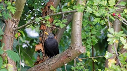 Eine Amsel in einem Weißdornbusch