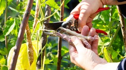 Ernte von Bordeauxfarben marmorierten Hülsen der Kiebitzbohne mit einer Gartenschere