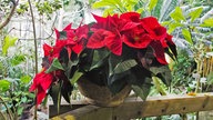 Weihnachtsstern