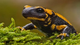 Feuersalamander