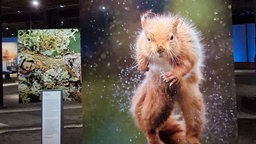 Fotografie eines Eichhörnchens im Sprung in einem Ausstellungsraum der Ausstellung "Mythos Wald" im Gasometer Oberhausen. Im Hintergrund sieht man weitere ausgestellte Fotografien und Informationstafeln. 