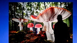 Fotografie Großaufnahme von Fliegenpilzen in einem Ausstellungsraum der Ausstellung "Mythos Wald" im Gasometer Oberhausen. Im Hintergrund sieht man weitere ausgestellte Fotografien und Informationstafeln. 