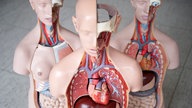 Drei anatomische Modelle von Frau und Mann