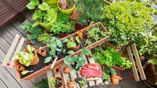 Ein Balkon, auf dem mehrere Pflanzkübel mit verschiedene Gemüsesorten stehen und gerade gegärtnert wird: Gartenhandschuhe liegen auf dem Tisch, eine Harke steckt in einem Pflanzkasten, daneben liegen auch einige noch unbenutzte Pflanztöpfe. 