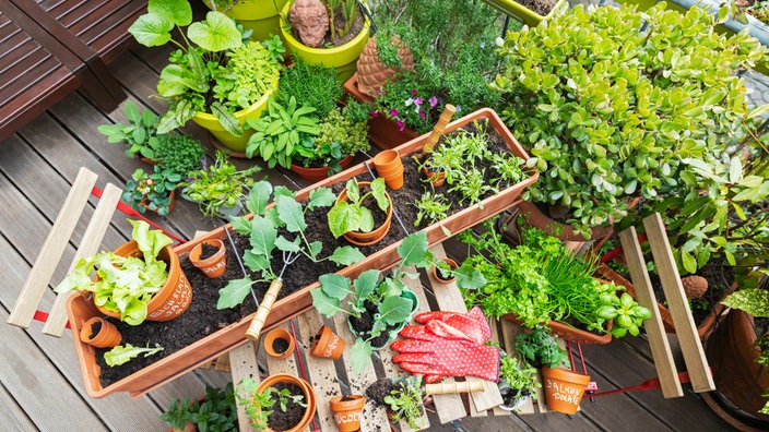 Ein Balkon, auf dem mehrere Pflanzkübel mit verschiedene Gemüsesorten stehen und gerade gegärtnert wird: Gartenhandschuhe liegen auf dem Tisch, eine Harke steckt in einem Pflanzkasten, daneben liegen auch einige noch unbenutzte Pflanztöpfe. 