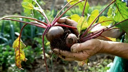 Ein Mann steht im Garten und hält frisch geerntete Rote Bete in den Händen