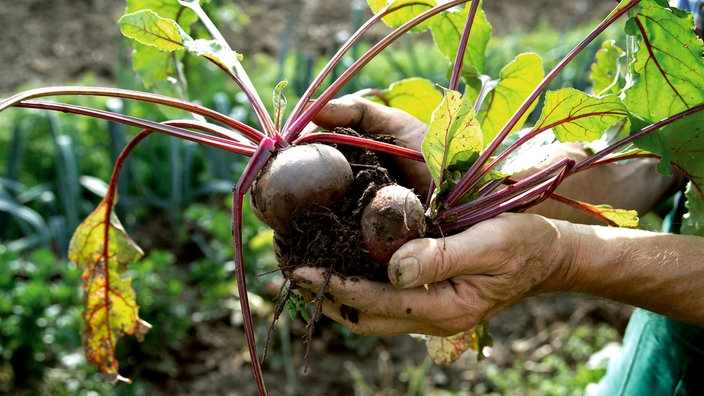 Ein Mann steht im Garten und hält frisch geerntete Rote Bete in den Händen