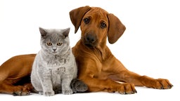 Ein brauner Hundewelpe mit einer grauen Britisch Kurzhaar-Katze vor weißem Hintergrund