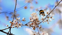 Eine Hummel fliegt um einen Blütenzweig