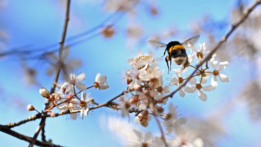 Eine Hummel fliegt um einen Blütenzweig