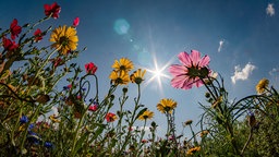 Strahlende Sonne an blauem Himmel über einem Blumenfeld. Das Bild ist von unten fotografiert, sodass man die Unterseiten der Blüten sieht und direkt in die Sonne guckt, deren Strahlen Lichtklekse auf das Bild werfen.