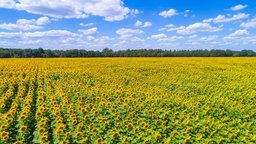 Ein Sonnenblumenfeld unter blauem Himmel mit einem Wald im Hintergrund