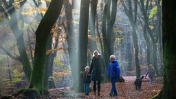 Familie macht einen Waldspaziergang im Herbst