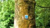 Bad Wünnenberg: Hinweis-Schild für den Kneipp-Wanderweg an einer Baumrinde