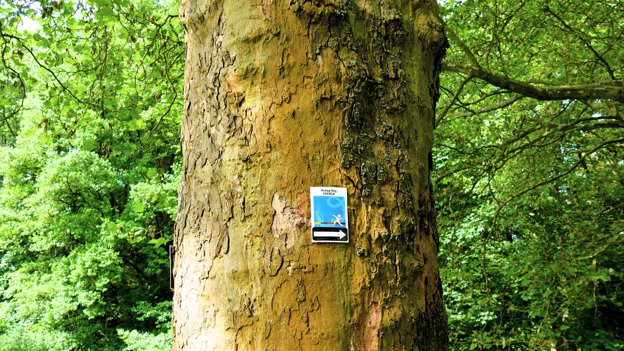 Bad Wünnenberg: Hinweis-Schild für den Kneipp-Wanderweg an einer Baumrinde