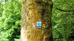 Bad Wünnenberg: Hinweis-Schild für den Kneipp-Wanderweg an einer Baumrinde