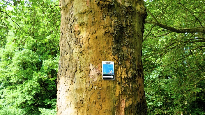 Bad Wünnenberg: Hinweis-Schild für den Kneipp-Wanderweg an einer Baumrinde
