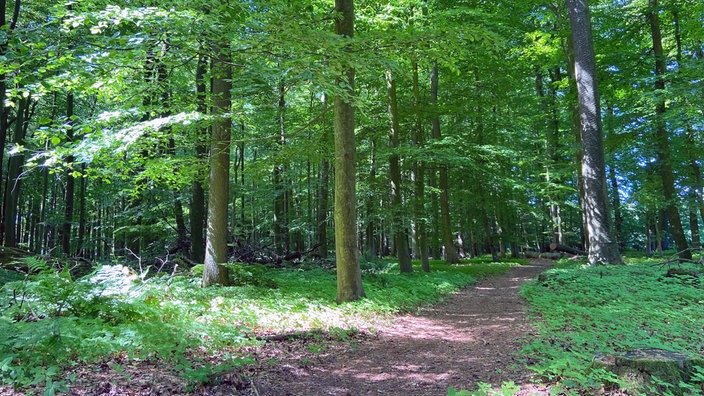 Durch die Baumberge: Ein Naturwanderweg durch einen grünen Wald