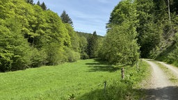 Grüne Wiese mit Bäumen, daneben ein Feldweg