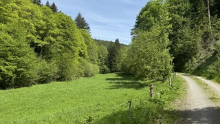 Grüne Wiese mit Bäumen, daneben ein Feldweg