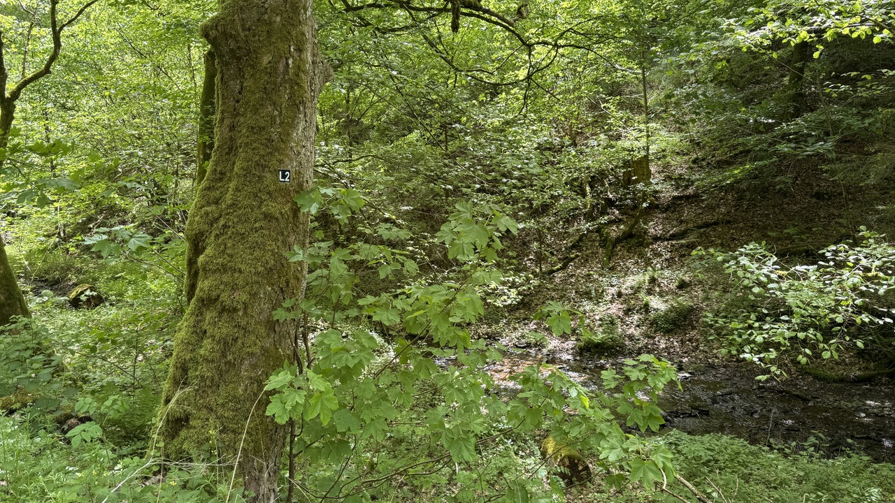Baum vor einer Felswand
