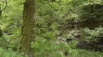 Baum vor einer Felswand