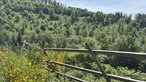 Zaun auf einer Wiese mit gelben Blüten
