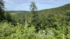Zaun auf einer Wiese mit gelben Blüten